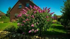 Buddleia Pink Delight Butterfly Bush