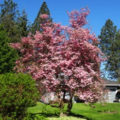 Pink Kousa Dogwood Tree