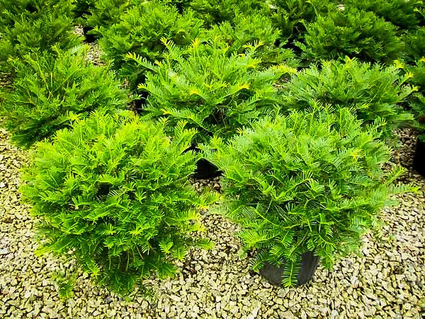 Prostrate Japanese Yew