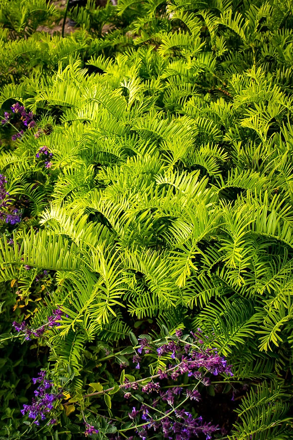 Prostrate Japanese Yew - Image 2