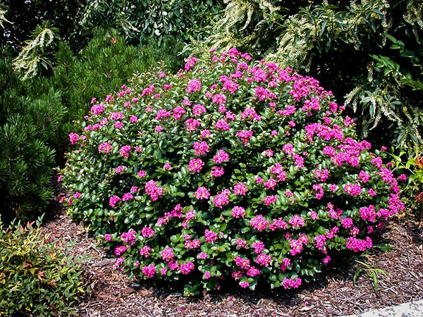 Pocomoke Crape Myrtle - Image 3