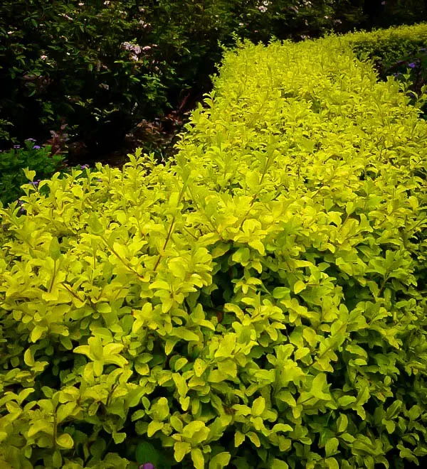 Sunshine® Privet - Image 2
