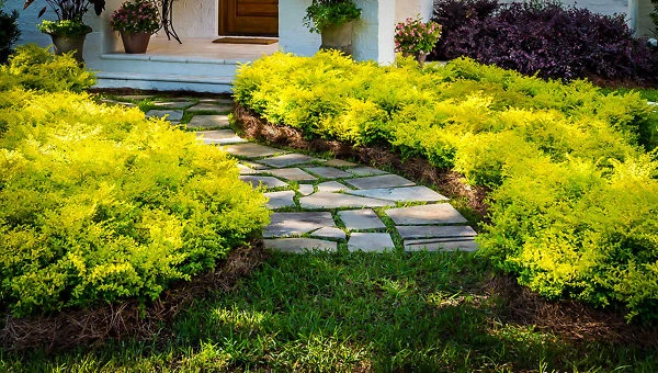 Sunshine® Privet - Image 3