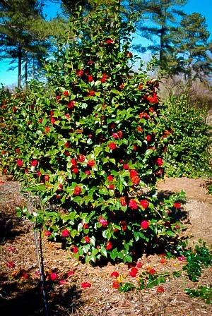 Professor Sargent Camellia