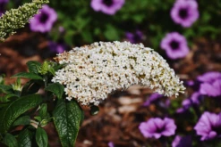 Pugster® White Butterfly Bush