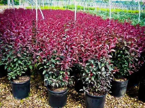 Purple Leaf Sandcherry - Image 2