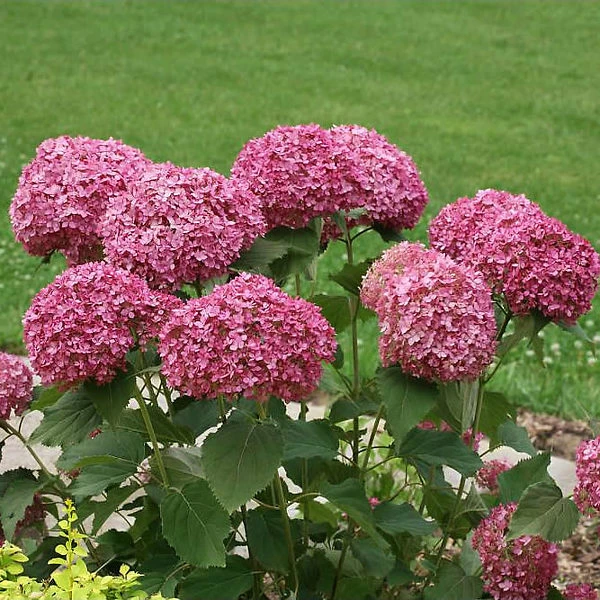 Invincibelle® Ruby Hydrangea - Image 2