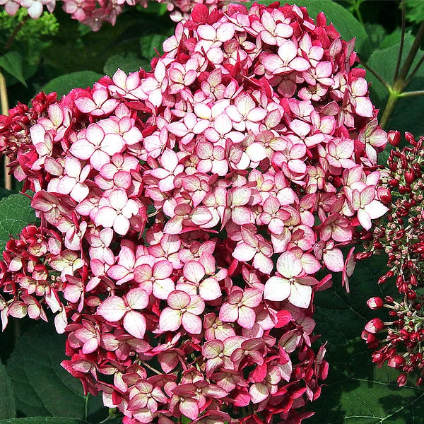 Invincibelle® Ruby Hydrangea - Image 3