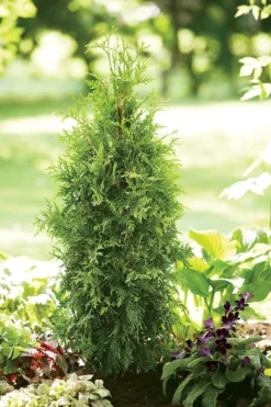 Spring Grove® Western Arborvitae