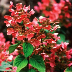 Quick Fire® Hydrangea