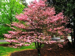 Flowering Red Dogwood Tree