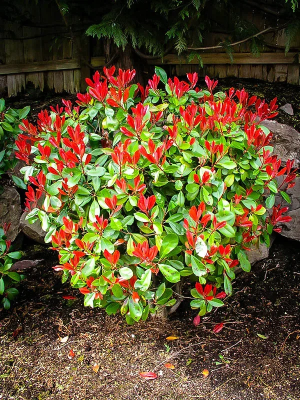 Red Tip Photinia - Image 2