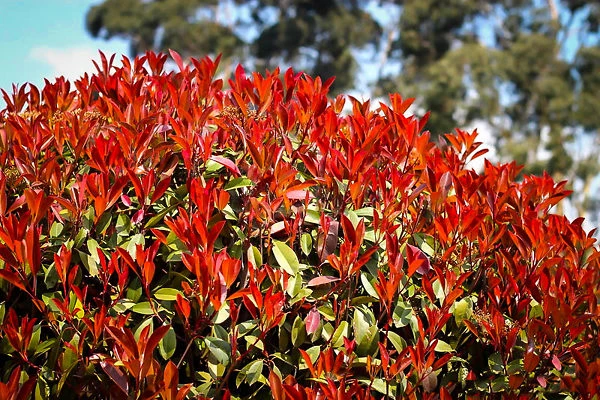 Red Tip Photinia - Image 3