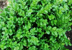 Rotundifolia Boxwood