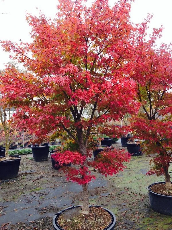Arakawa Rough-Bark Japanese Maple