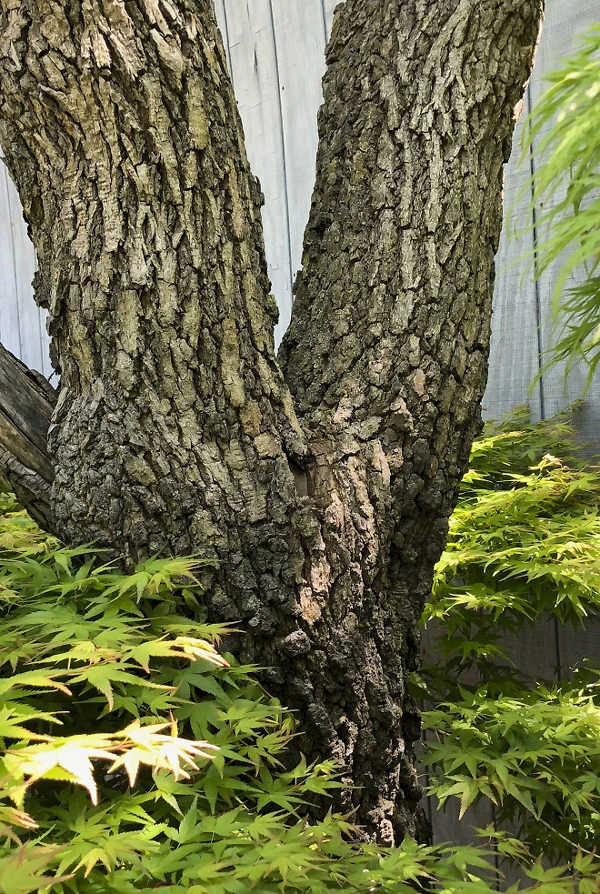 Arakawa Rough-Bark Japanese Maple - Image 2