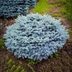 Globe Blue Spruce Shrub