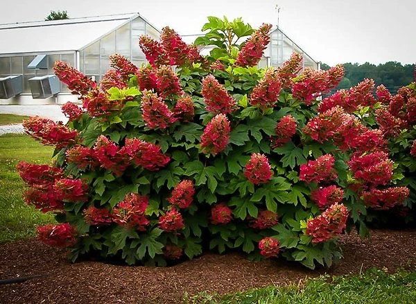 Ruby Slippers Oakleaf Hydrangea - Image 4