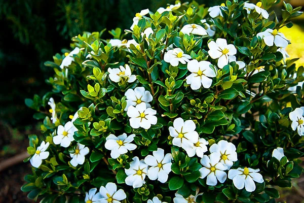 ScentAmazing Gardenia - Image 2