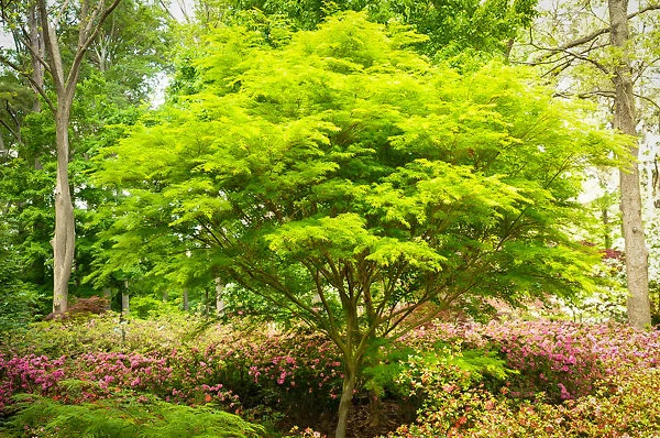 Seiryu Japanese Maple - Image 3