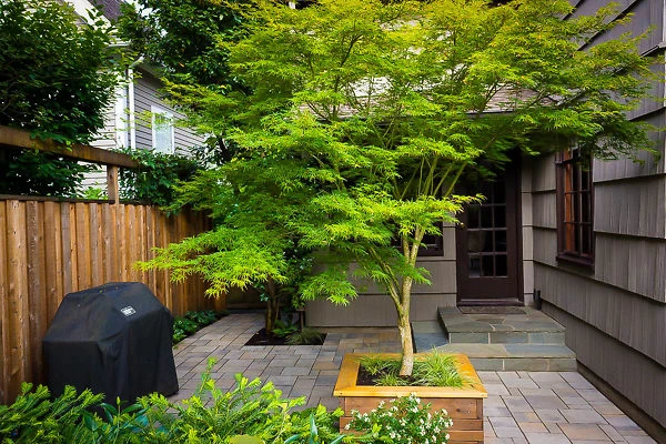 Seiryu Japanese Maple - Image 2