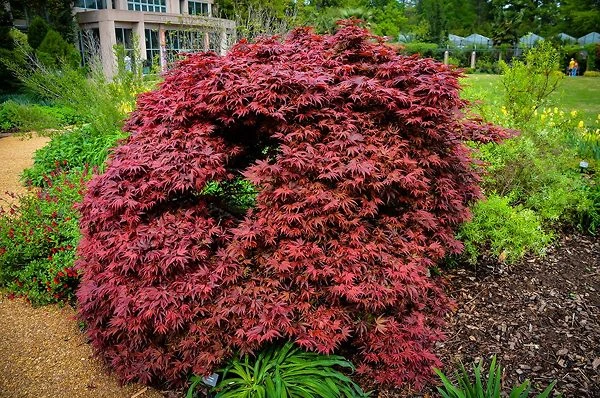 Shaina Japanese Maple - Image 3
