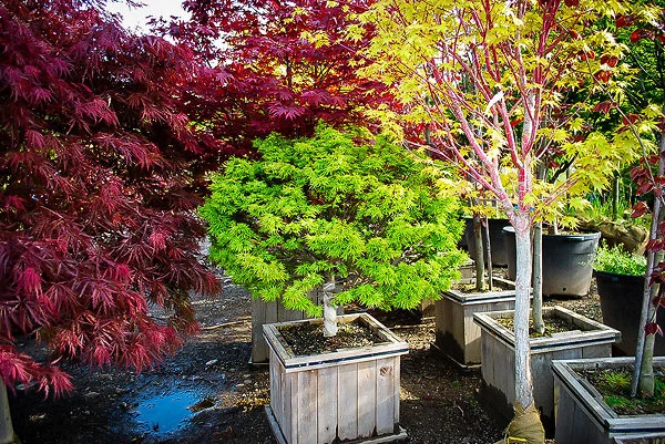 Sharps Pygmy Japanese Maple - Image 3