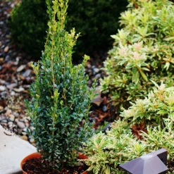 Skywalker™ Boxwood