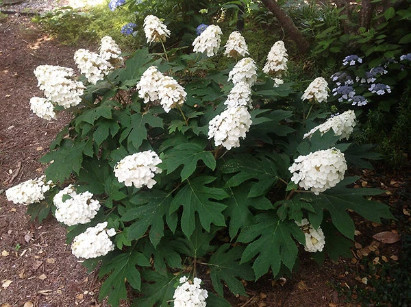 Snow Queen Oakleaf Hydrangea - Image 3