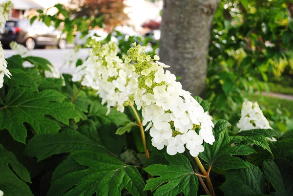 Snow Queen Oakleaf Hydrangea - Image 2