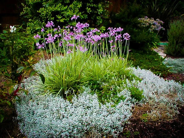 Society Garlic - Image 2