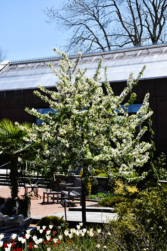 Sugar Tyme Crabapple - Image 2