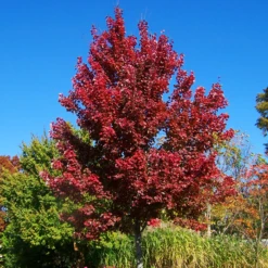 Sun Valley Red Maple