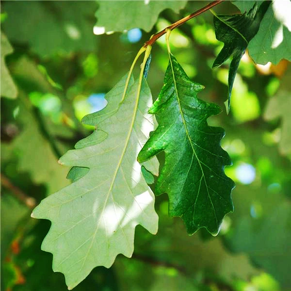 Swamp White Oak - Image 2