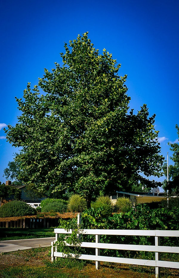 Bloodgood Sycamore Tree