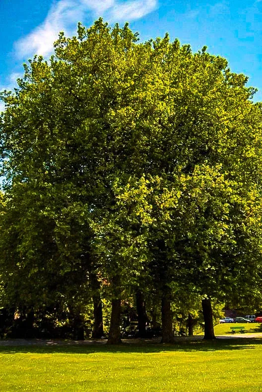 Bloodgood Sycamore Tree - Image 3