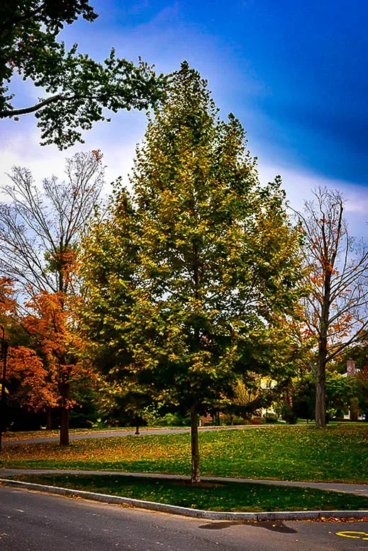 Bloodgood Sycamore Tree - Image 2