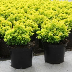 Tiny Gold® Barberry