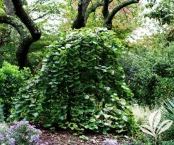 Traveller Weeping Redbud