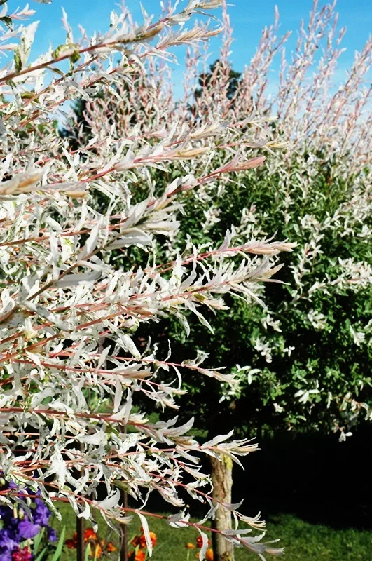 Tri Color Dappled Willow - Tree Form - Image 2