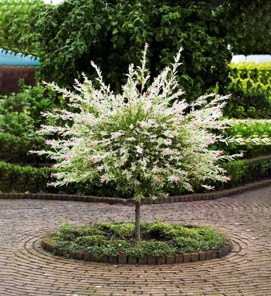 Tri Color Dappled Willow - Tree Form - Image 3