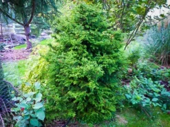 Twisted Hinoki Cypress
