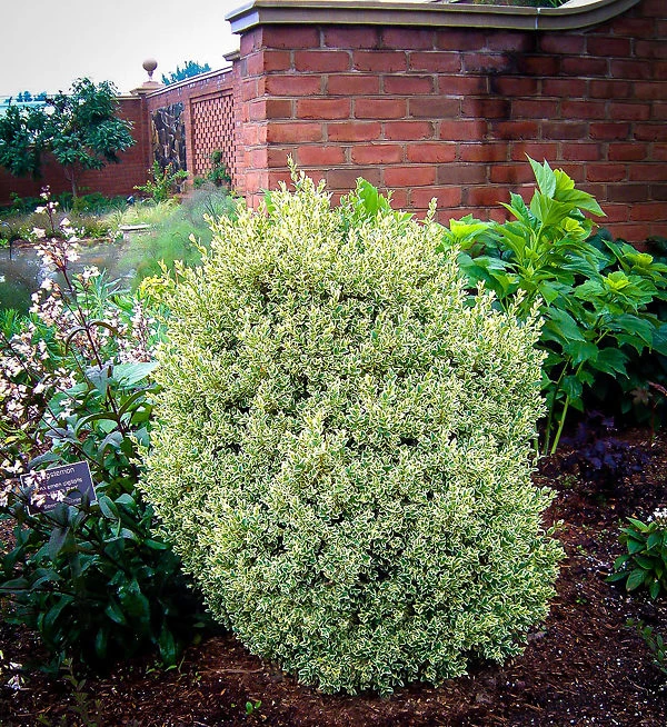 Variegated Boxwood - Image 4