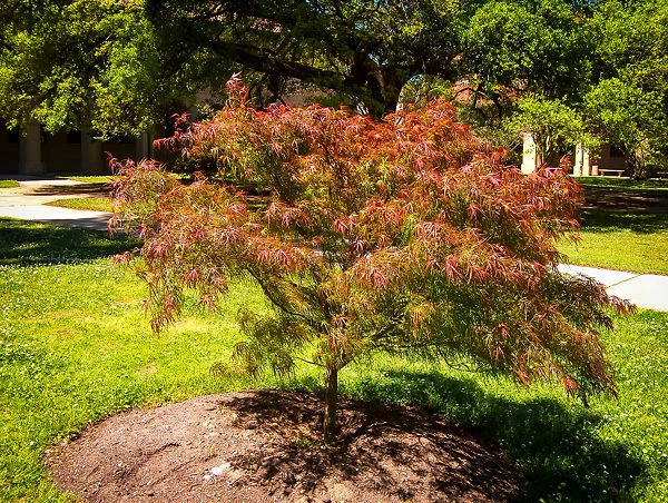 Villa Taranto Japanese Maple - Image 4