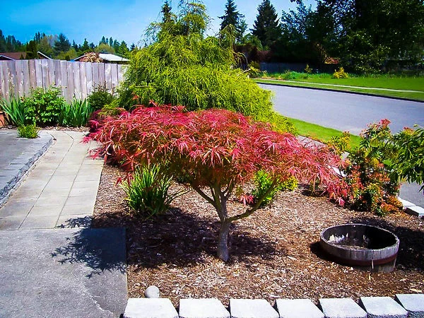 Villa Taranto Japanese Maple