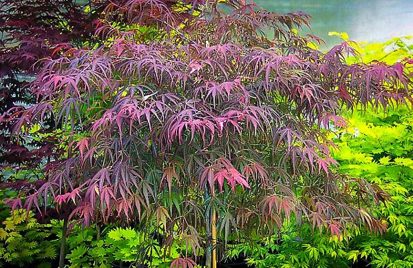 Villa Taranto Japanese Maple - Image 3