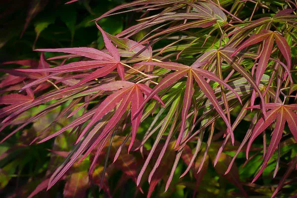 Villa Taranto Japanese Maple - Image 2