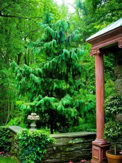 Weeping Alaskan Cedar