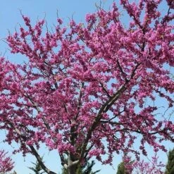 Western Oklahoma Redbud Tree
