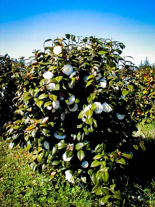 White By The Gate Camellia